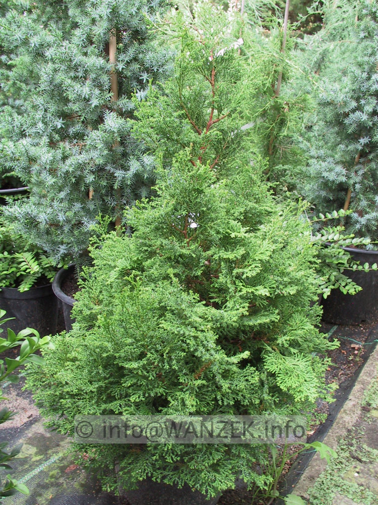 Chamaecyparis obtusa Chabo-yadori.JPG